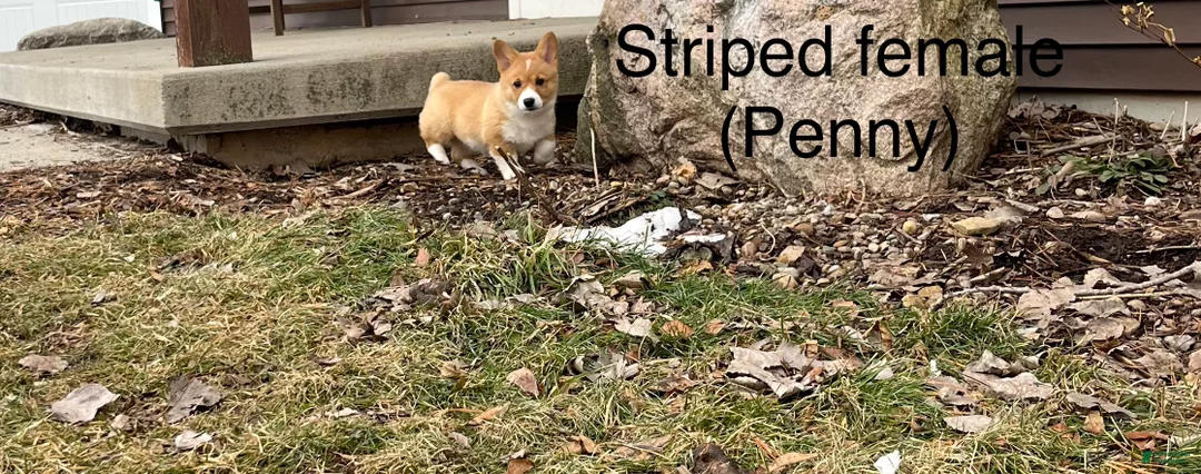 Welsh Corgi Pembroke dogs for sale: Welsh Corgi Pembroke Puppy 3 - Ad 3