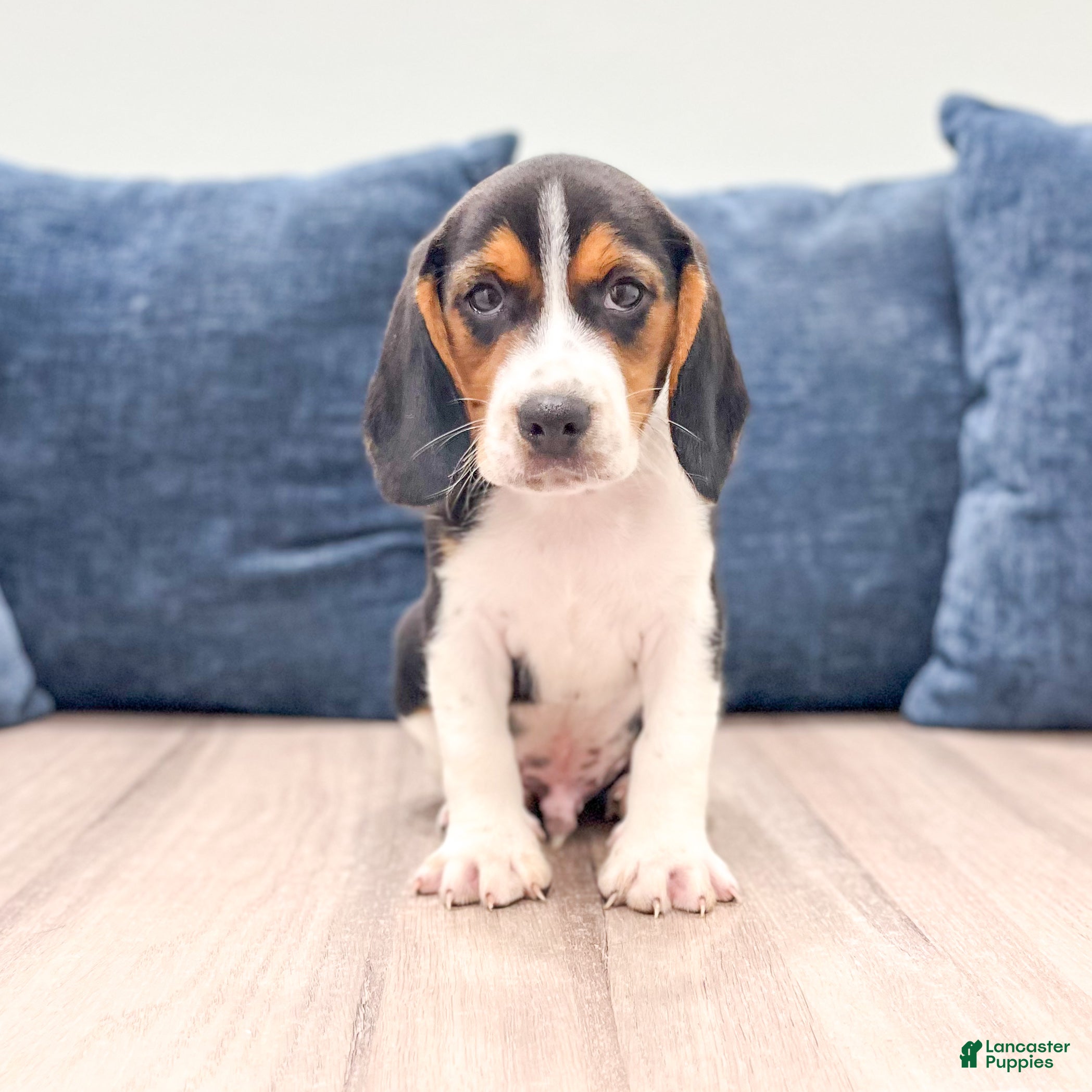 Beagle dogs Duke - Ad 1