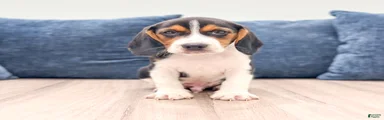 Duke