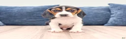 Beagle dogs for sale: Duke - Ad 1