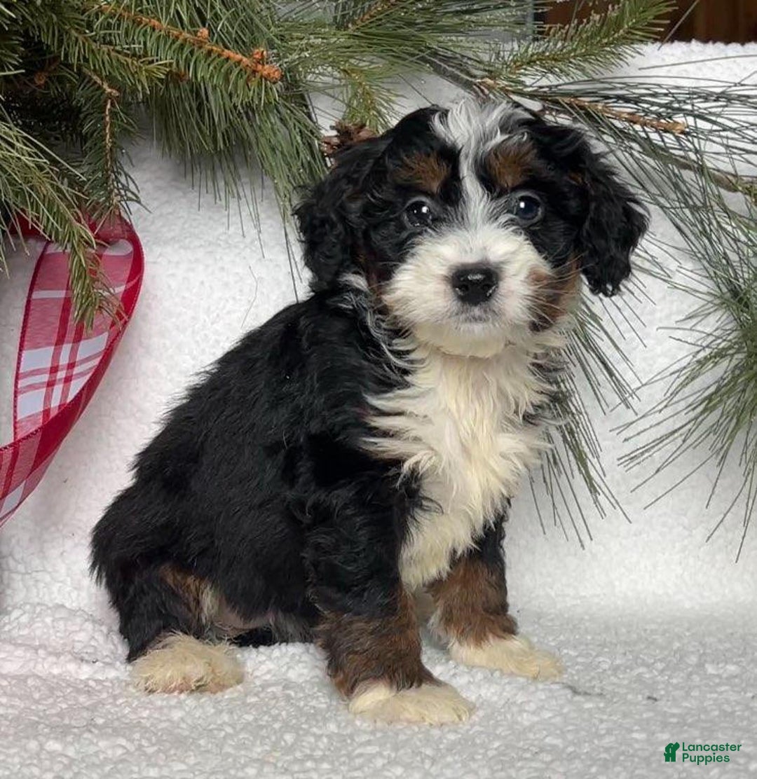 Mini Bernedoodle dogs for sale: Princess - Ad 1