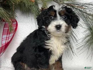 Mini Bernedoodle dogs Princess - Ad 6