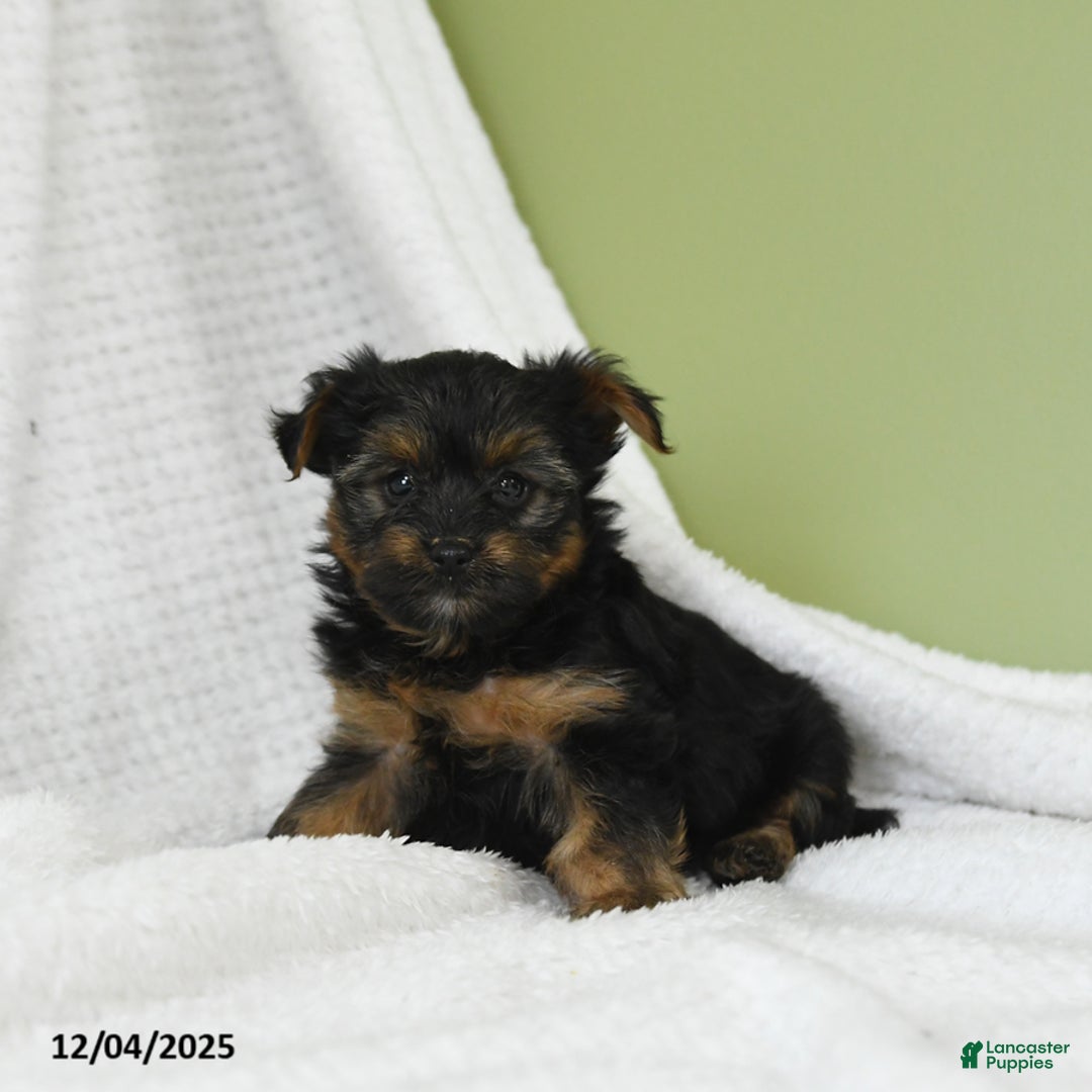 Yorkshire Terrier dogs for sale: Snuggles   - Ad 3