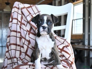 Boxer dogs Lawson - Ad 10