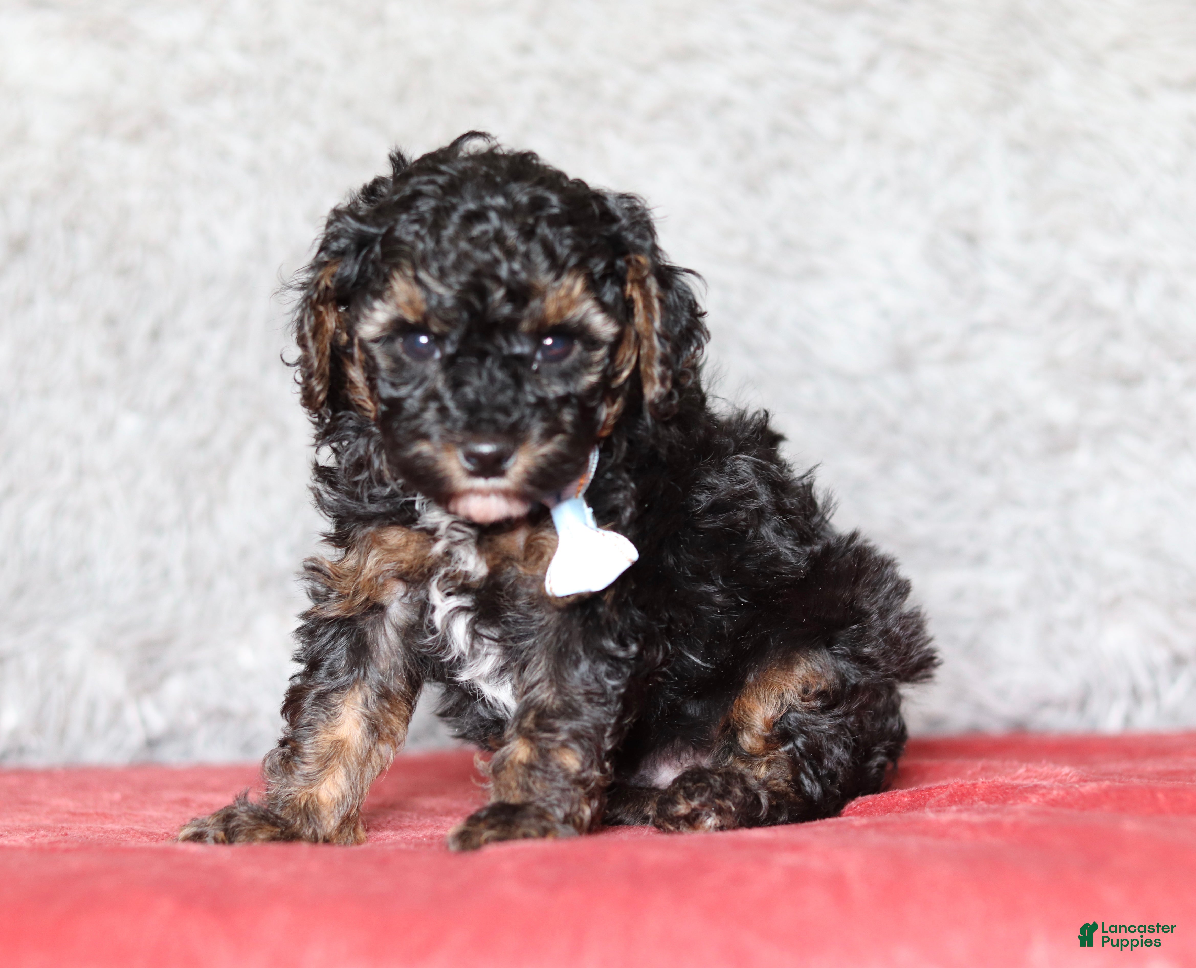 Mixed Breed dogs Ranger - Ad 1