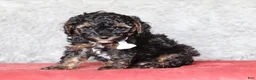 Mixed Breed dogs for sale: Ranger - Ad 1