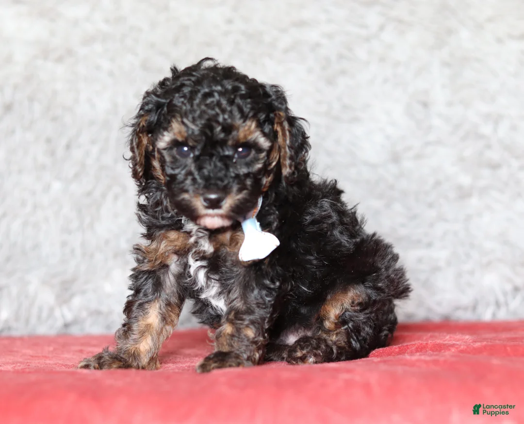 Mixed Breed dogs for sale: Ranger - Ad 1