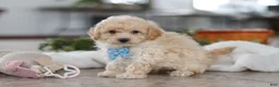 Maltipoo dogs for sale: Bodie - Ad 5