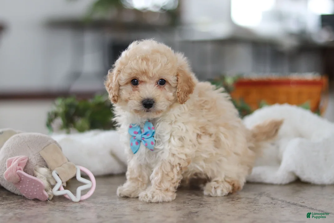 Maltipoo dogs for sale: Bodie - Ad 5
