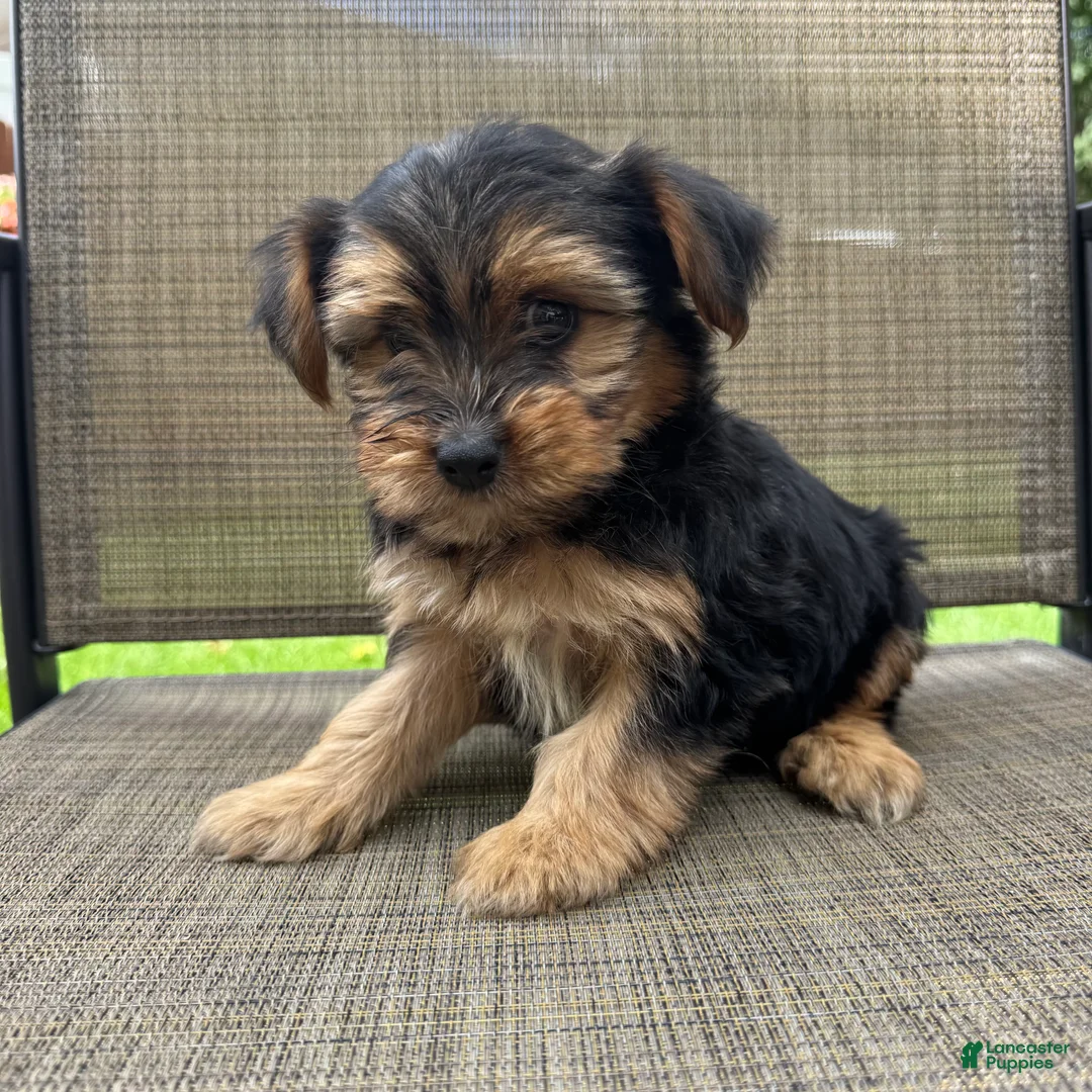 Yorkshire Terrier dogs for sale: Carl - Ad 11