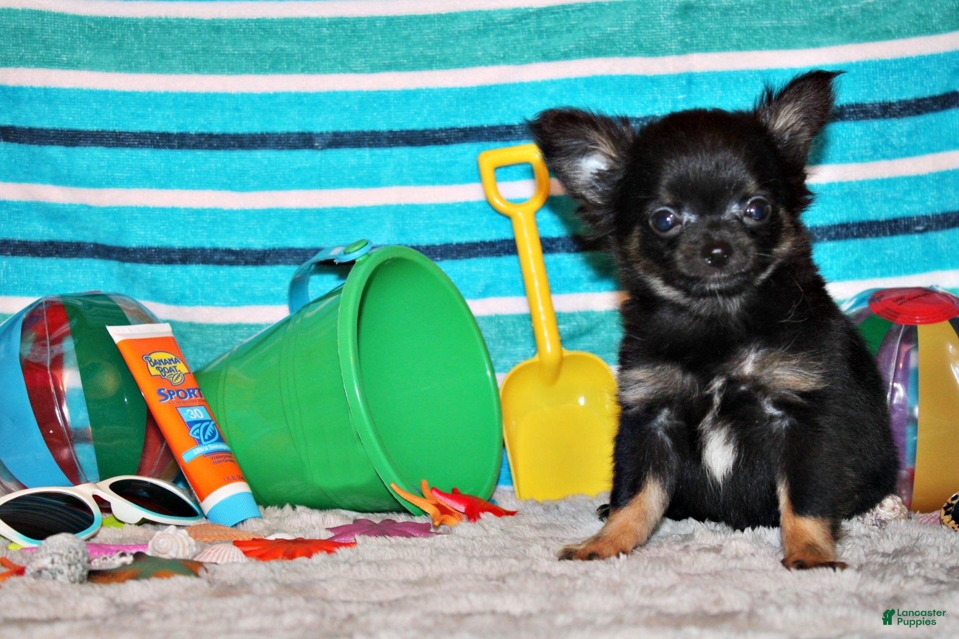 Chihuahua dogs Mack - Ad 2