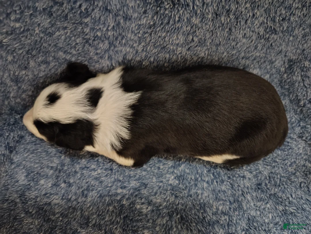 Border Collie dogs for sale: Chex - Ad 4