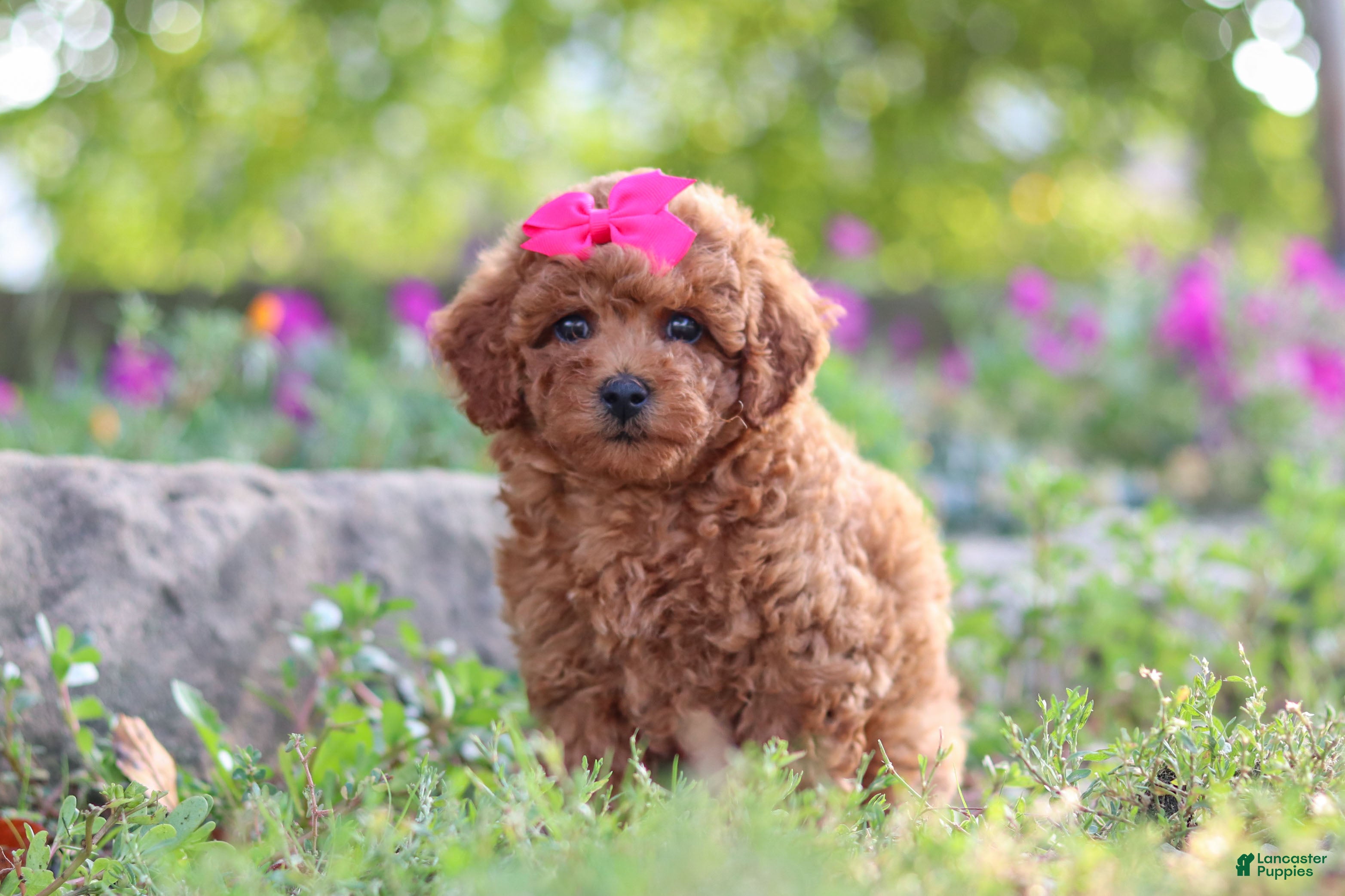 Miniature Poodle dogs Jill - Ad 2