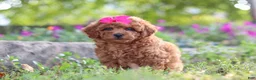 Miniature Poodle dogs for sale: Jill - Ad 2