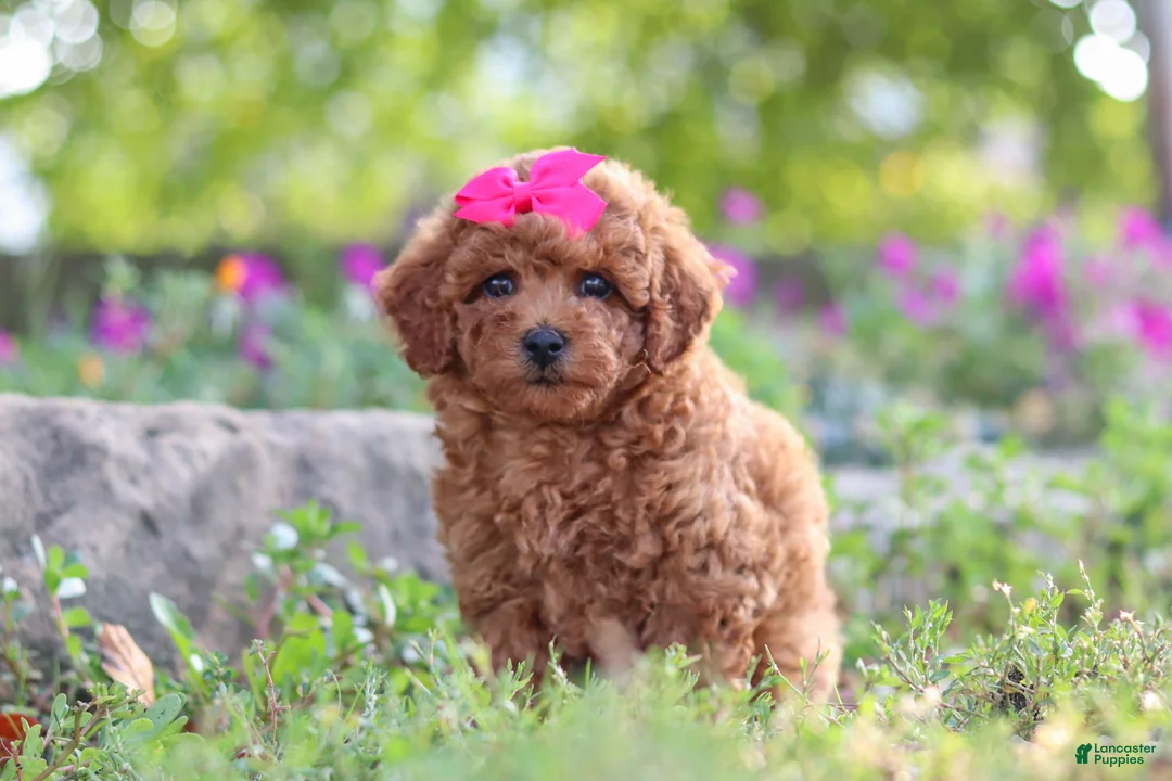 Miniature Poodle dogs for sale: Jill - Ad 2