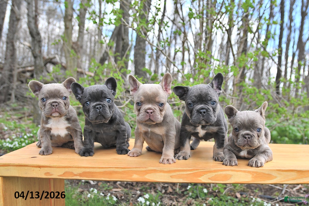 French Bulldog dogs Beau - Ad 2