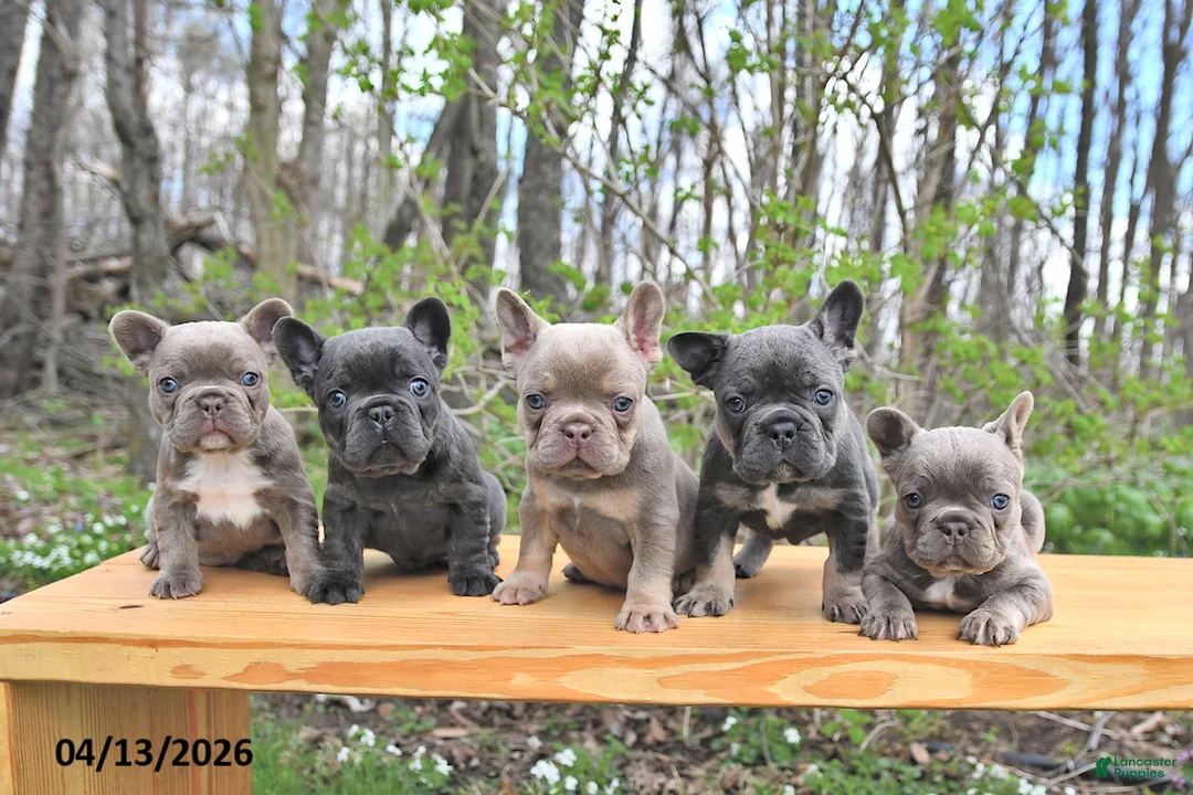 French Bulldog dogs for sale: Beau - Ad 2
