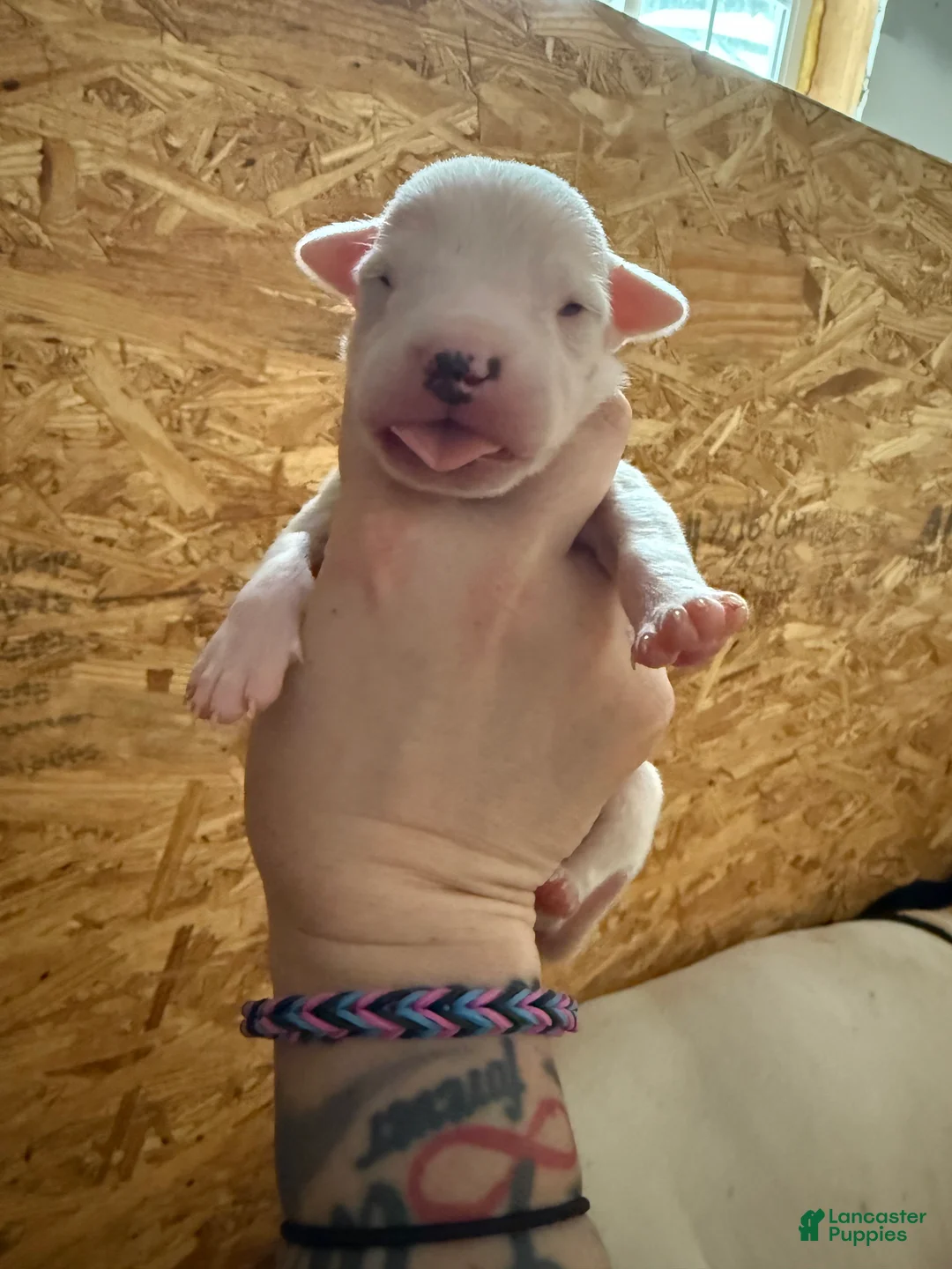 Dogo Argentino dogs for sale: Orange collar male.  - Ad 2