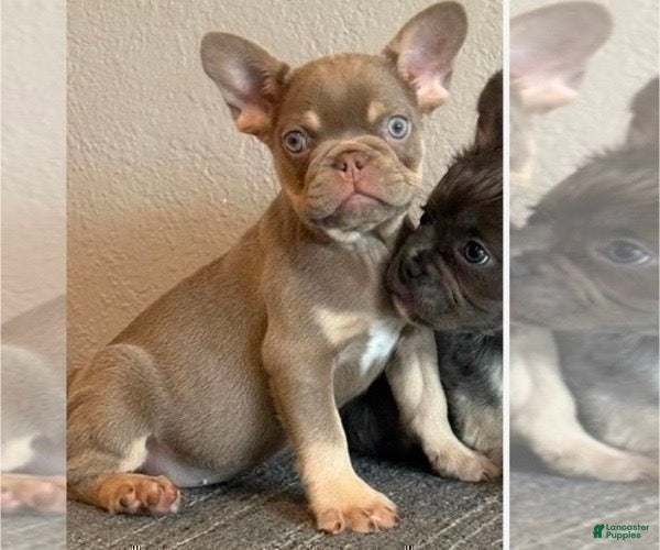 French Bulldog dogs COCO - ISABELLA TAN Cutie in CALI - USA DELIVERY - Ad 33