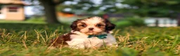 Shih Tzu dogs for sale: Malibu - Ad 3