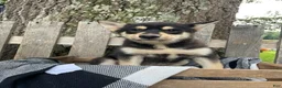Pomsky dogs for sale: Zack - Ad 6