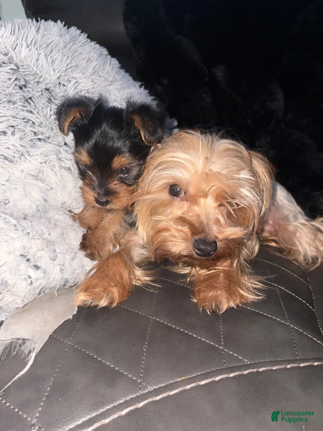 Yorkshire Terrier dogs for sale: Blaze - Ad 4