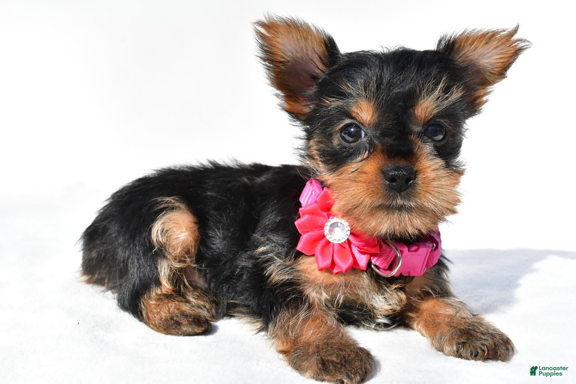 Yorkshire Terrier dogs for sale: Julie teacup - Ad 1