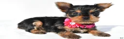 Yorkshire Terrier dogs for sale: Julie teacup - Ad 1