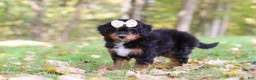 Mini Bernedoodle dogs for sale: Dolly - Ad 5