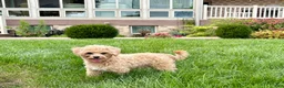 Maltipoo dogs for sale: Tiny - Ad 8