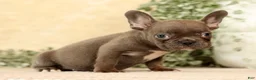 French Bulldog dogs for sale: Wanda - Ad 5