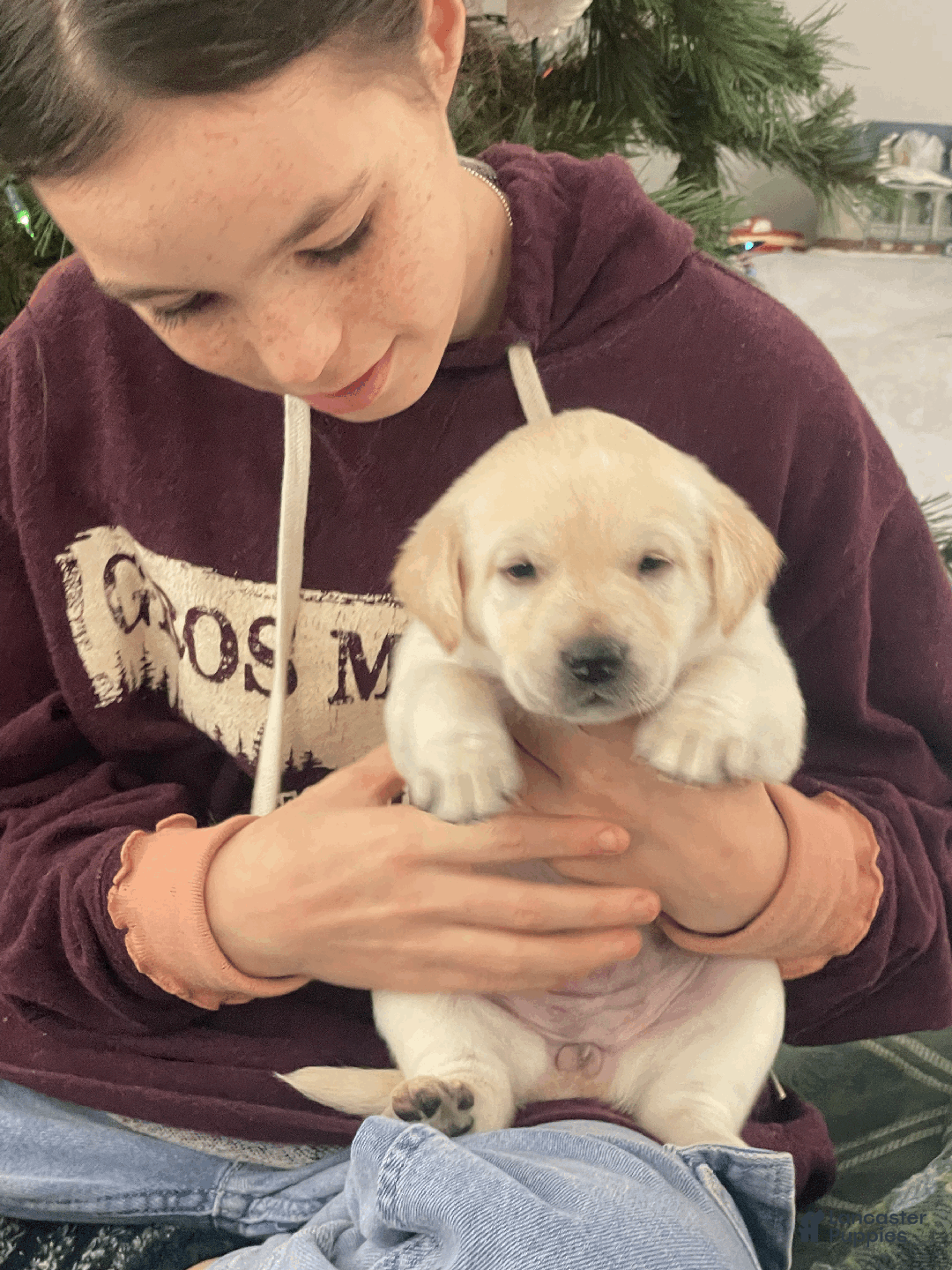 Labrador Retriever dogs for sale: Algonquin-red collar - Ad 12