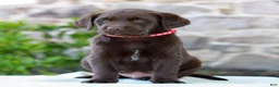 Labrador Retriever dogs for sale: Teddy - Ad 2
