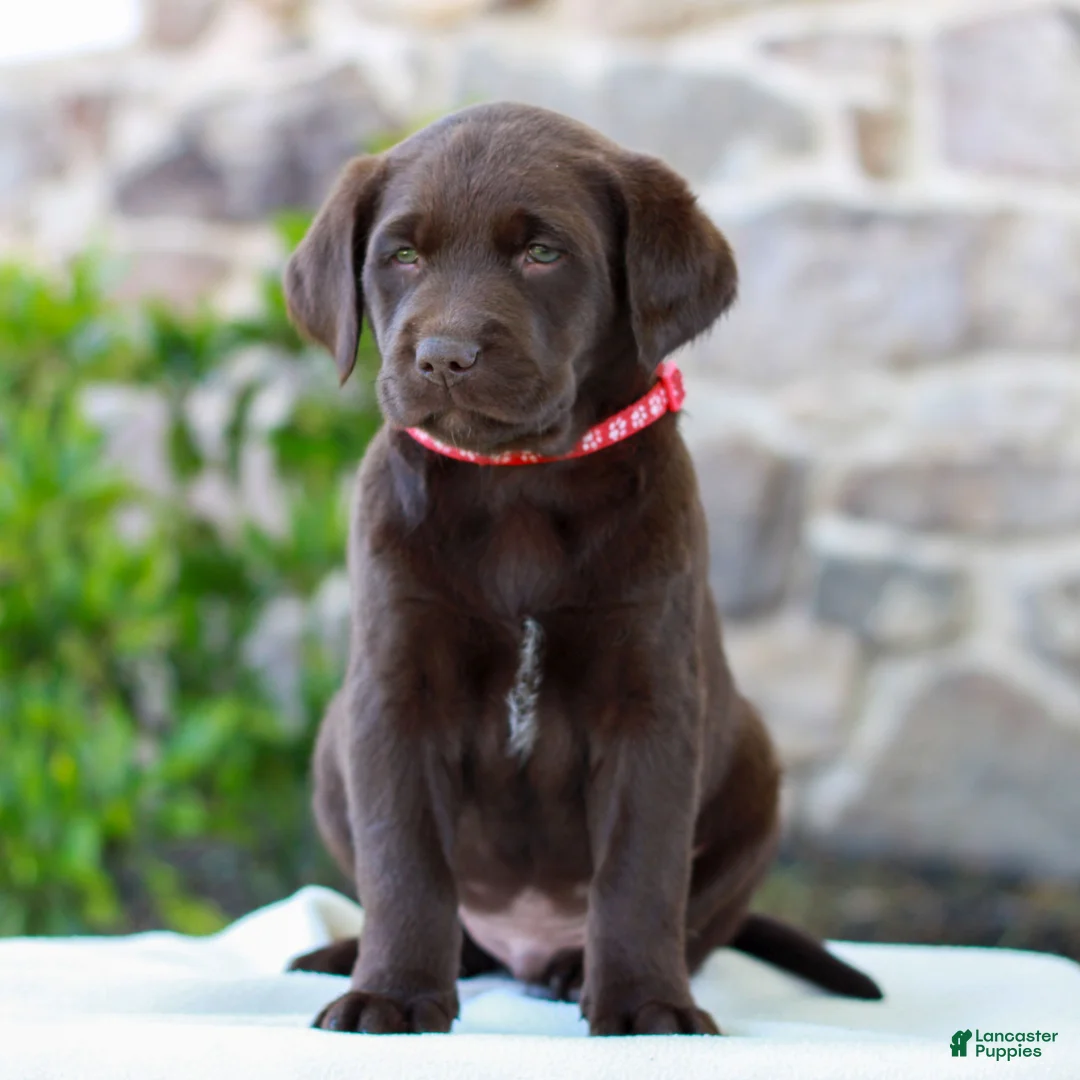 Labrador Retriever dogs for sale: Teddy - Ad 2