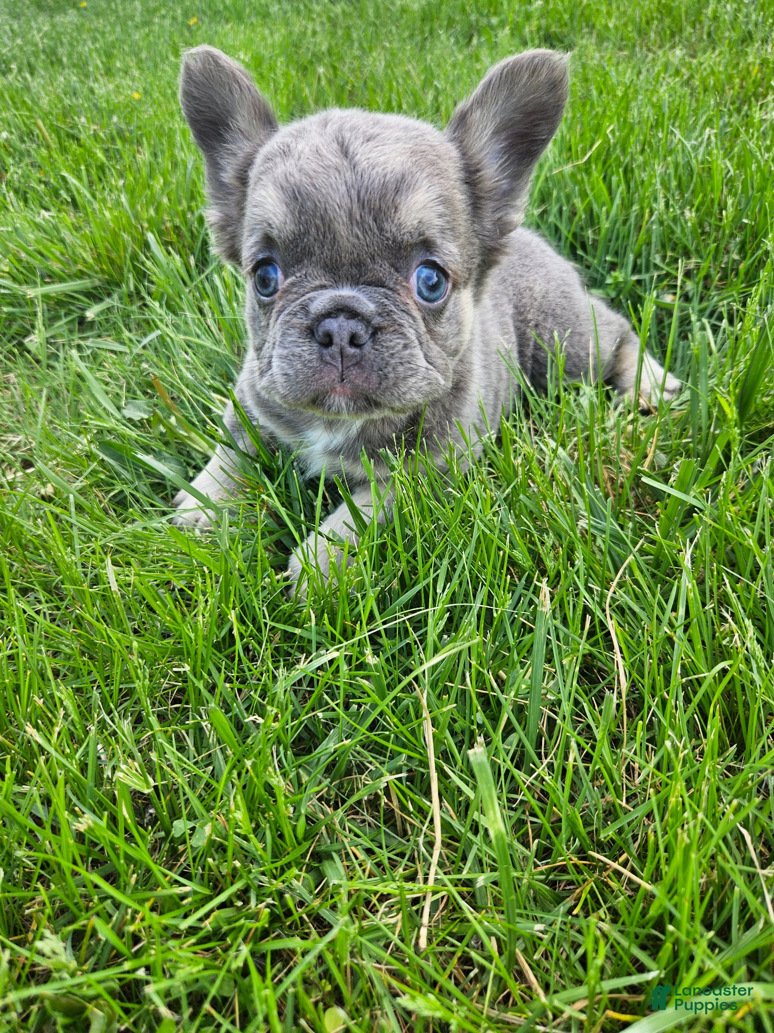 French Bulldog dogs Winnie - Ad 1