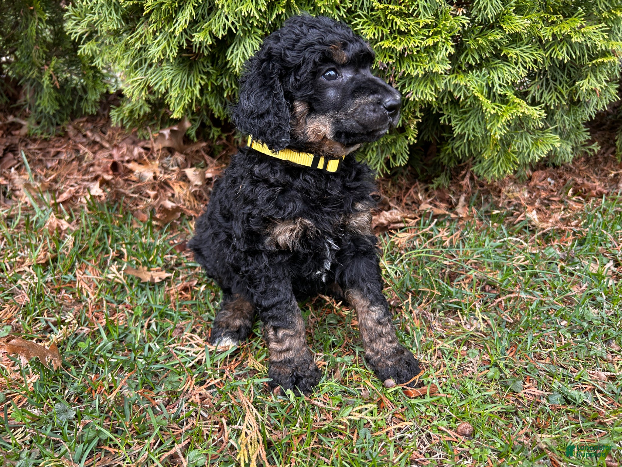 Standard Poodle dogs ⚓️Crew-AKC Standard🐩 - Ad 2