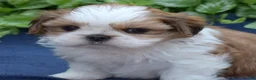 Shih Tzu dogs for sale: Bella - Ad 4