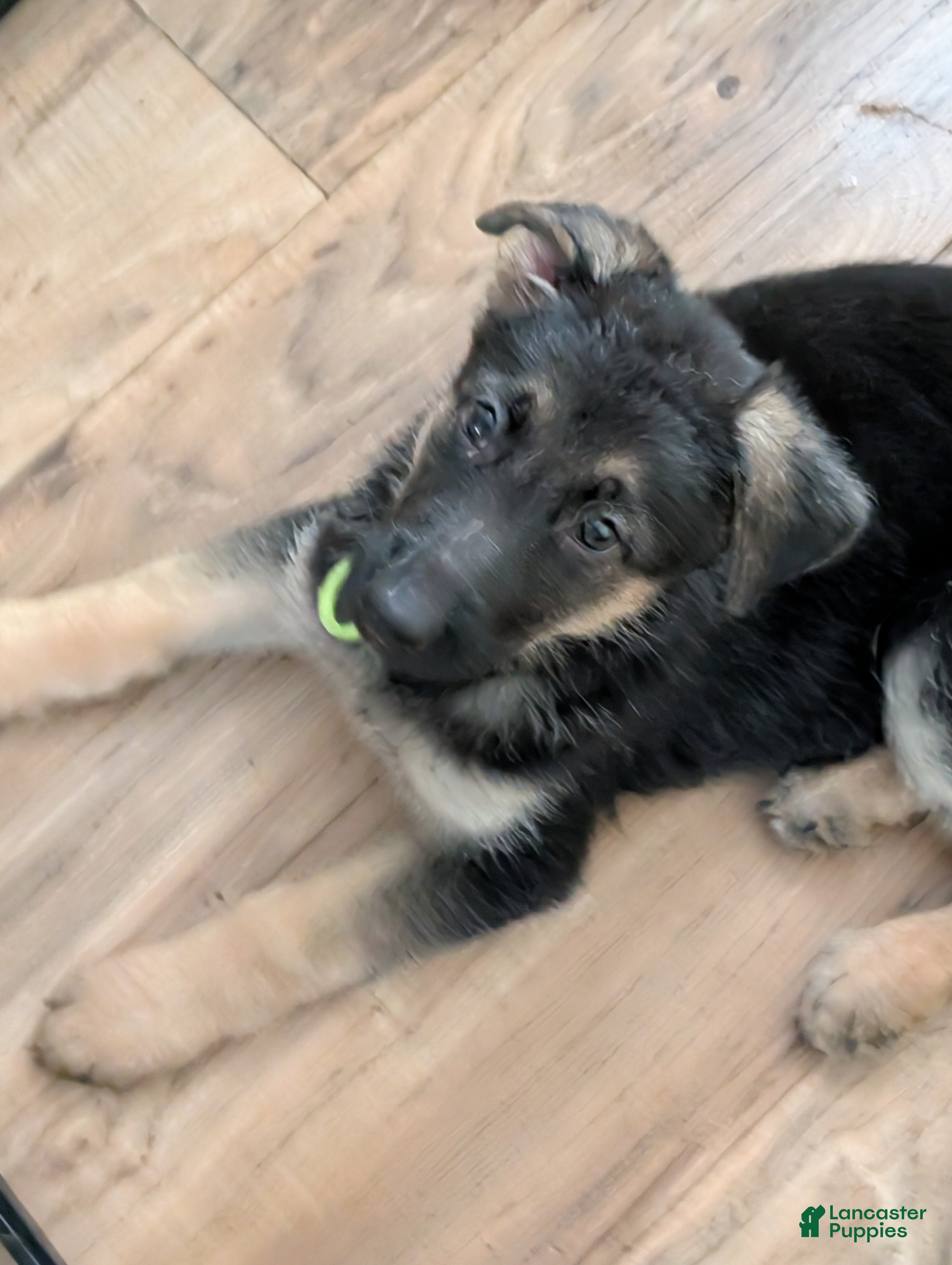 German Shepherd dogs Sasha-Nala - Ad 40