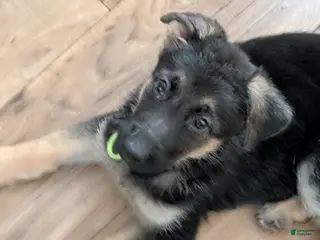 German Shepherd dogs Sasha-Nala - Ad 40