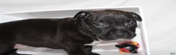 American Bully dogs for sale: Nola - Ad 1
