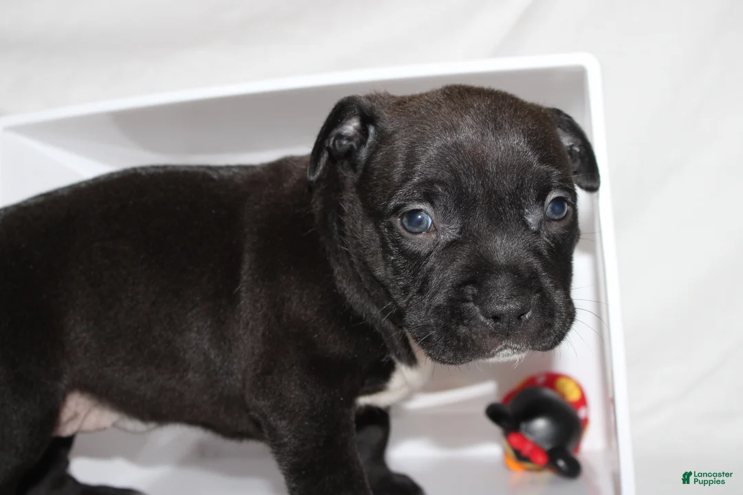 American Bully dogs for sale: Nola - Ad 1