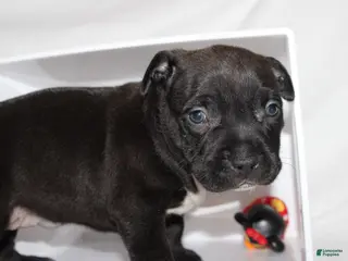 American Bully dogs Nola - Ad 42