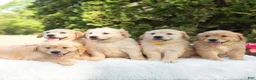 Golden Retriever dogs for sale: Bluebelle  - Ad 7