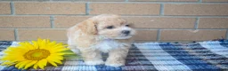 Maltipoo dogs for sale: Francis  - Ad 2