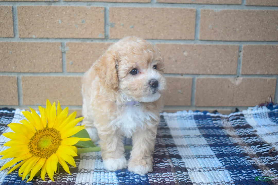 Maltipoo dogs for sale: Francis  - Ad 2