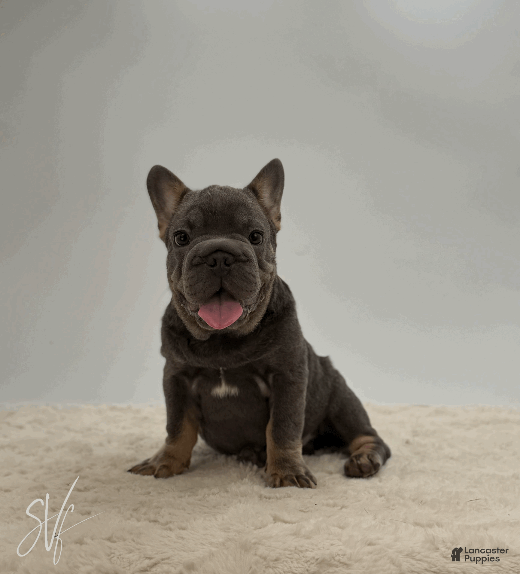 French Bulldog dogs Baxter - Ad 2
