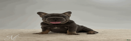 French Bulldog dogs for sale: Baxter - Ad 2