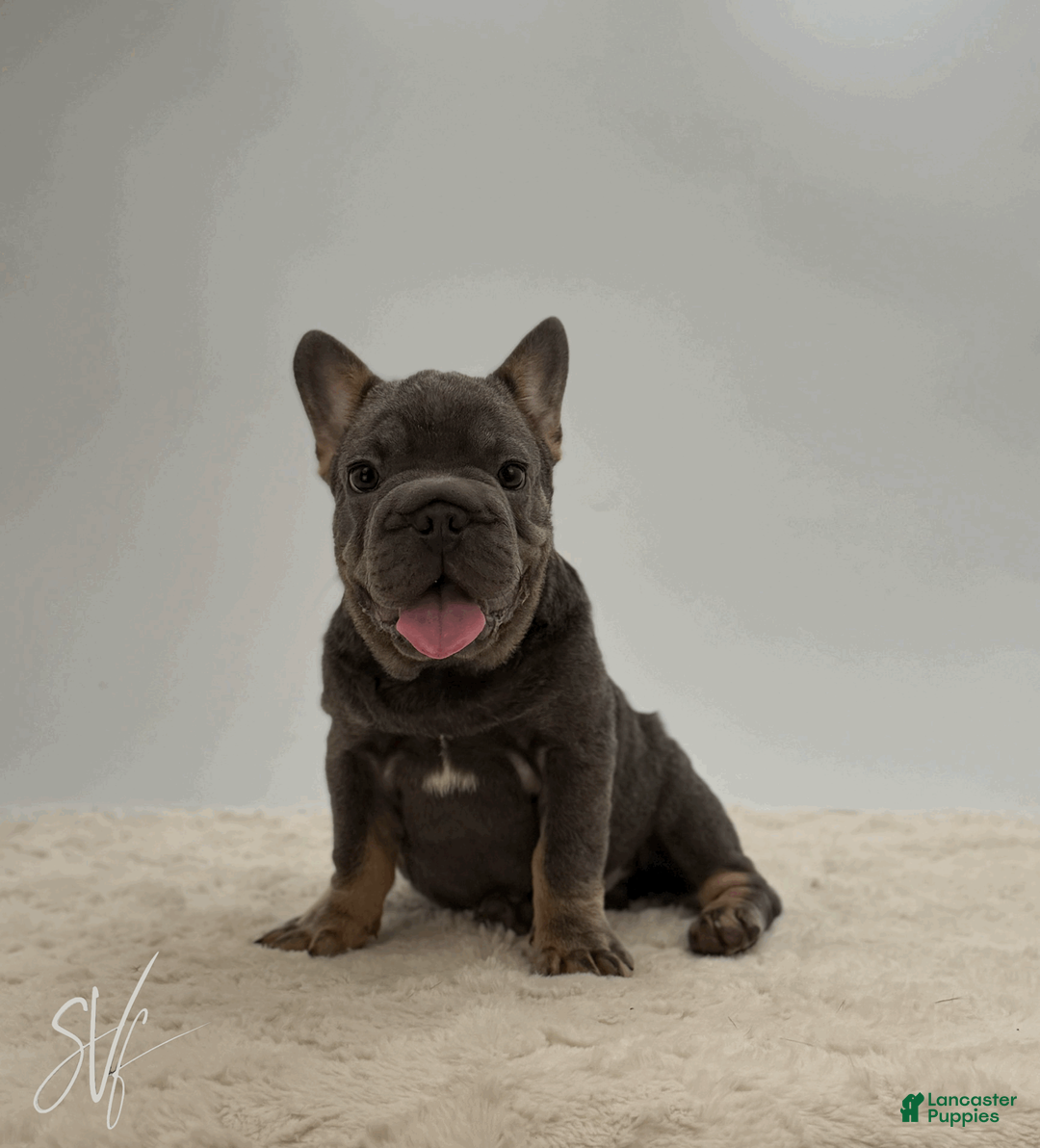 French Bulldog dogs for sale: Baxter - Ad 2
