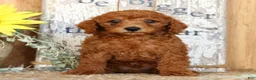 Miniature Poodle dogs for sale: Nash - Ad 1