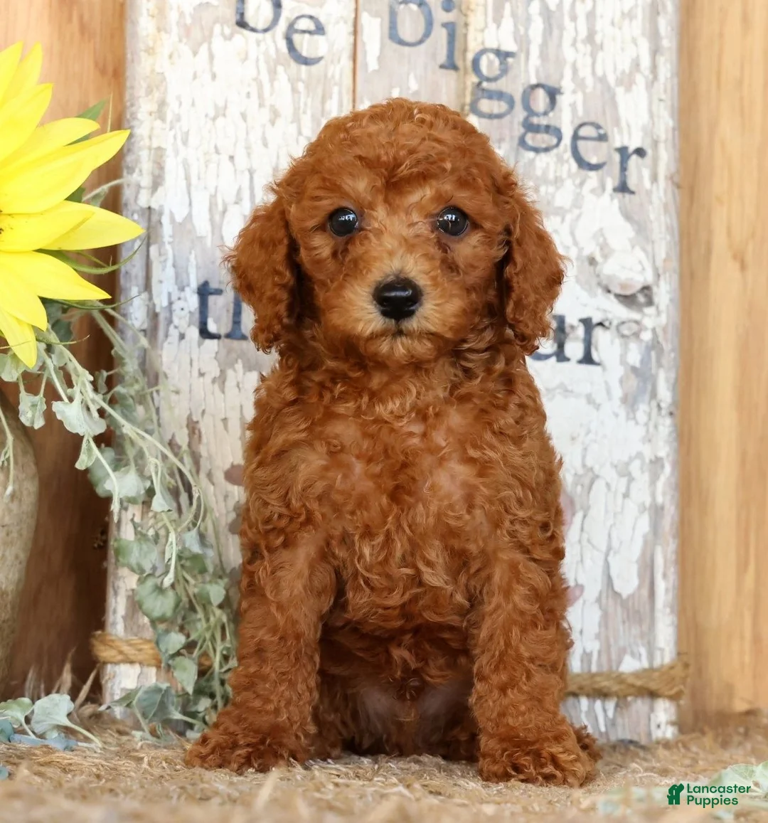 Miniature Poodle dogs for sale: Nash - Ad 1